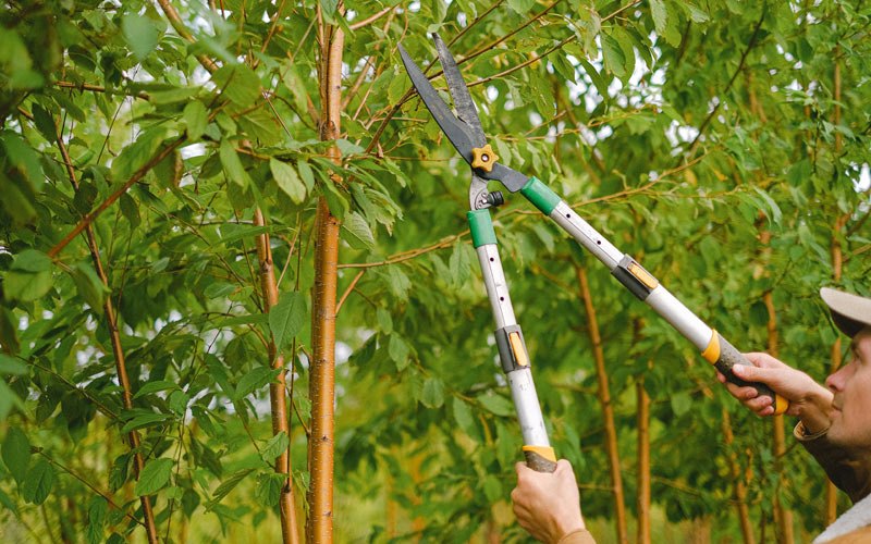 Tree trimming in Houstonia, MO
